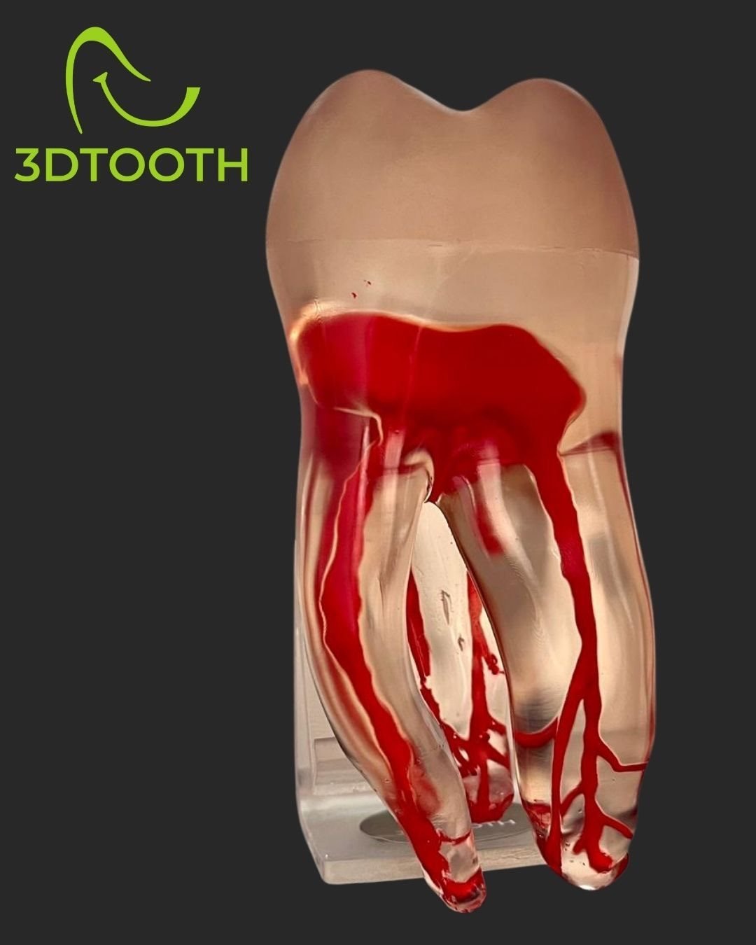 Modelo anatómico 3D de práctica utilizado durante el hands-on de EndoAdvance Total: Precisión